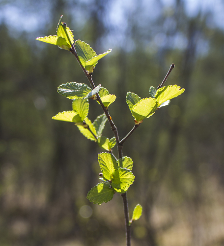 Bog birch (Betula pumila)