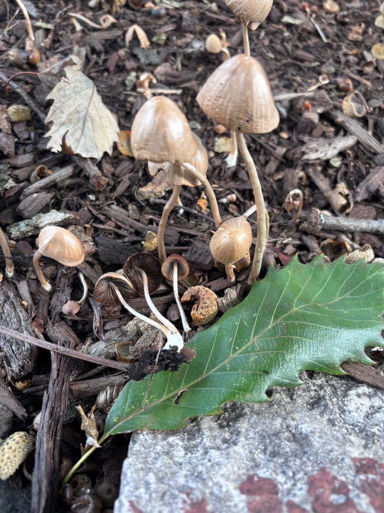conical brittlestem · September 2026 · photo: Photo: (c) reagan peschke, some rights reserved (CC BY) · iNaturalist