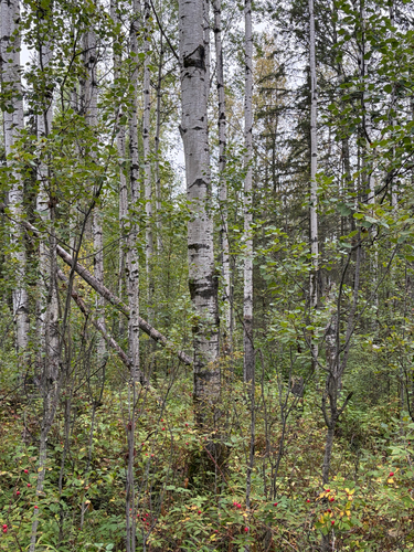 quaking aspen