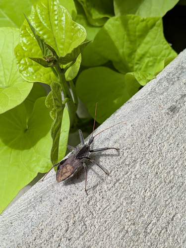North American Wheel Bug