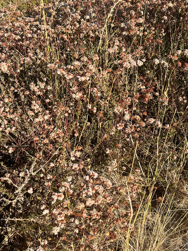 Eriogonum fasciculatum, photograph 5