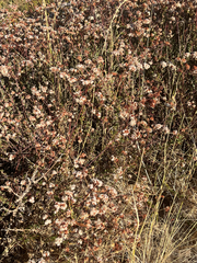 Eriogonum fasciculatum, photograph author not stated, no rights reserved
