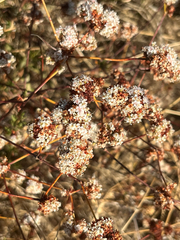 Eriogonum fasciculatum, photograph author not stated, no rights reserved