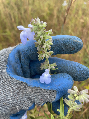giant blue sage