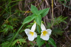 Achimenes glabrata