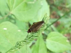 Ectobius lapponicus