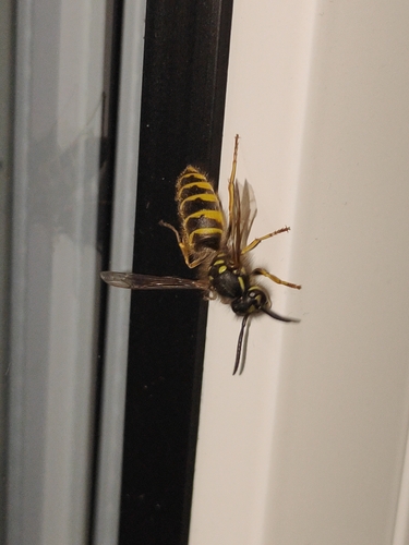 Common European Yellowjacket