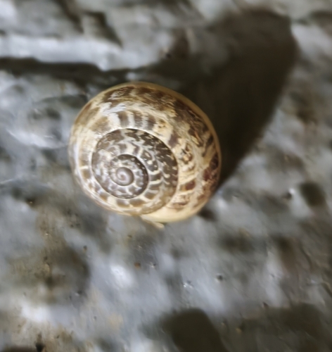 Chocolate-band Snail