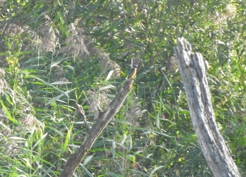 Common Kingfisher
