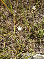Parnassia glauca