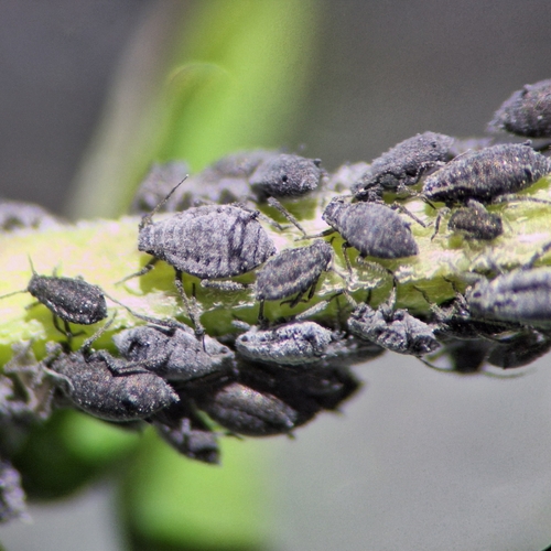 Tufted Vetch Aphid