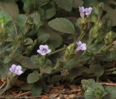 Strobilanthes crossandra