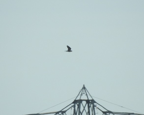 Peregrine Falcon