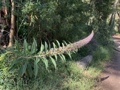 Echium pininana