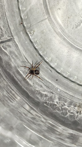 Mediterranean false black widow