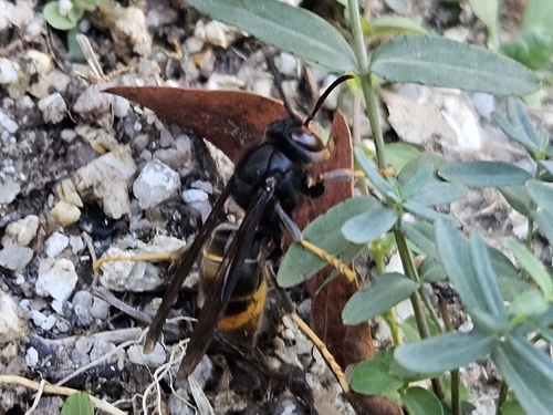 Vespa velutina nigrithorax