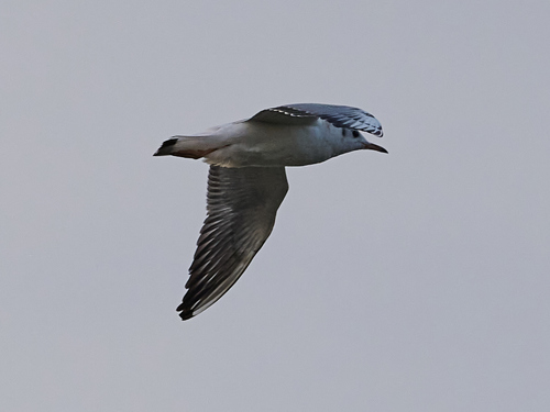 Black-headed Gull