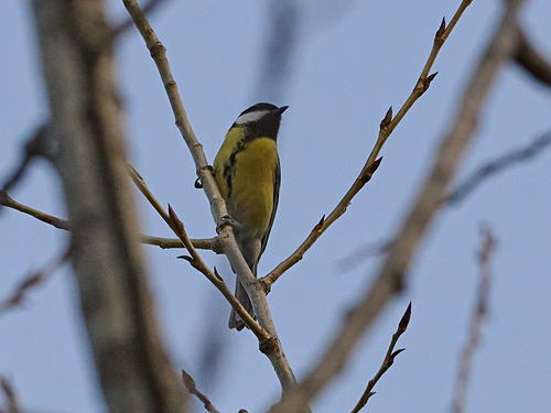 Great Tit