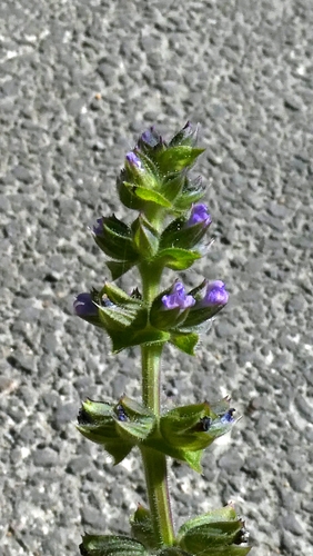 Salvia verbenaca, photograph 6