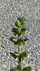 Salvia verbenaca, photograph author not stated, no rights reserved