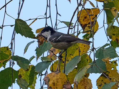 Coal Tit