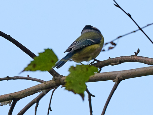 Eurasian Blue Tit