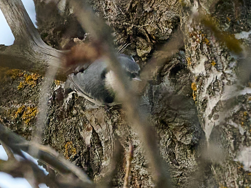 Eurasian Nuthatch