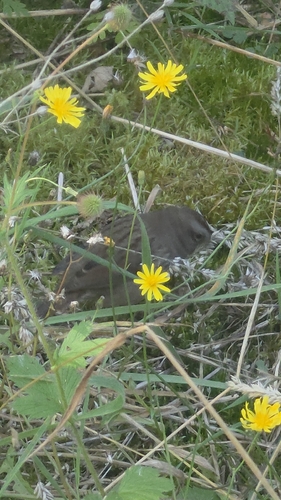 Song Sparrow
