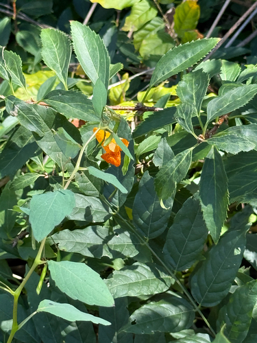 common jewelweed