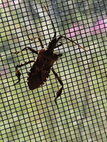 Western Conifer Seed Bug