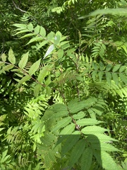Sorbaria