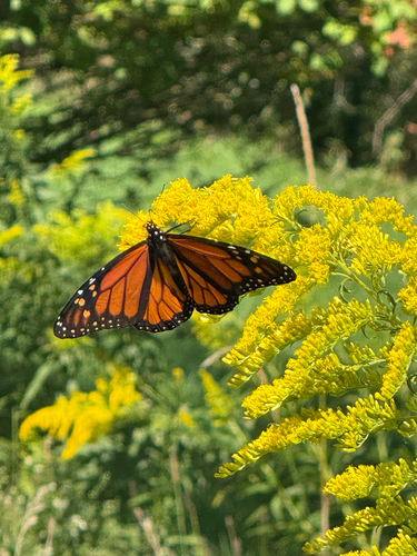 Monarch