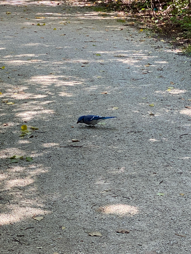 Blue Jay
