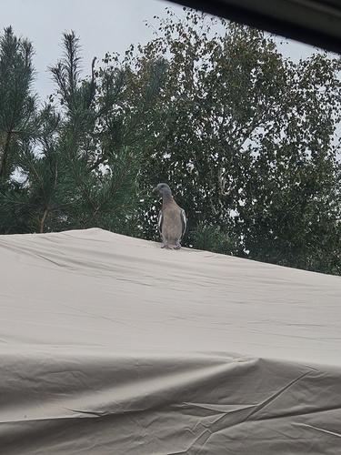Common Wood-Pigeon