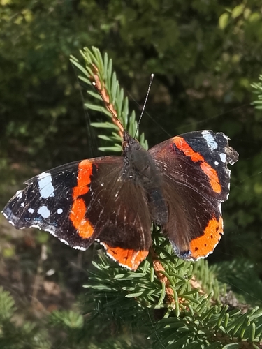 Red Admiral