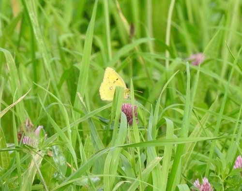 Clouded Yellow