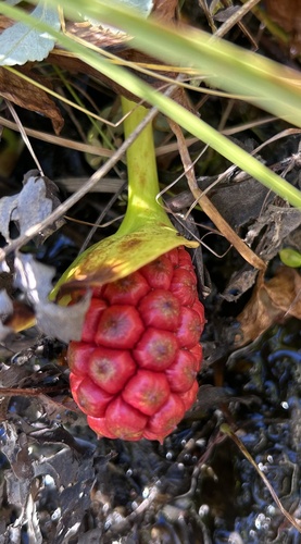 marsh calla
