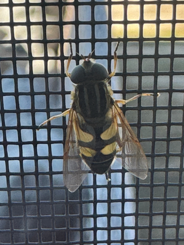 Narrow-headed Marsh Fly