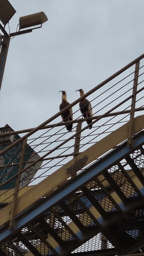 Buff-necked Ibis