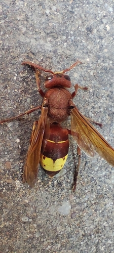 Oriental Hornet