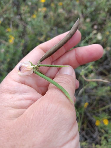 trailing fuzzy-bean