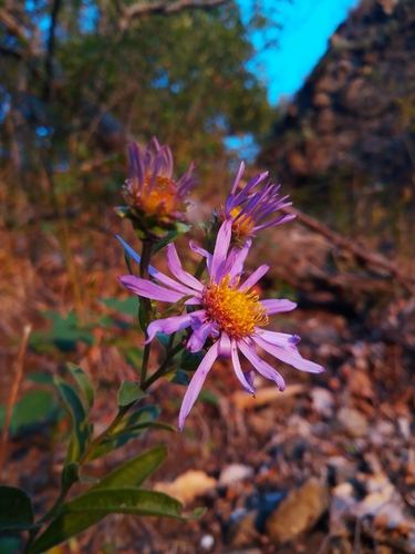 Italian Aster