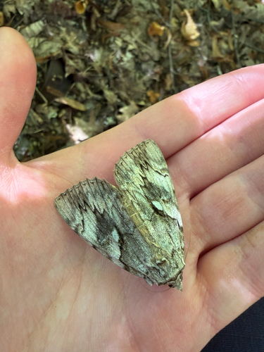 Yellow-banded Underwing