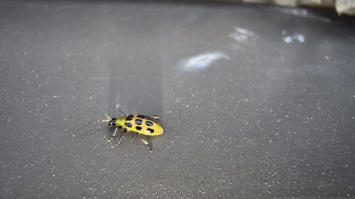 Spotted Cucumber Beetle