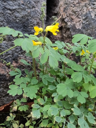 Yellow Corydalis