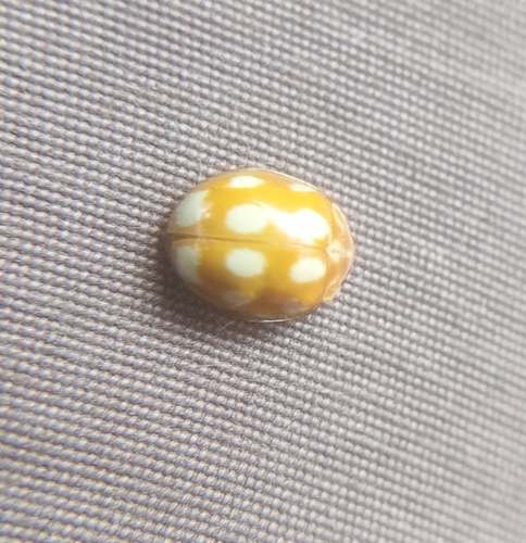 Little Arboreal Lady Beetle