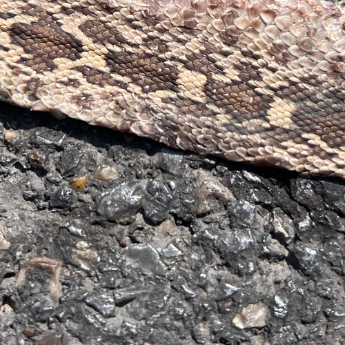 Gopher Snake