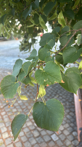 Little-leaf Linden