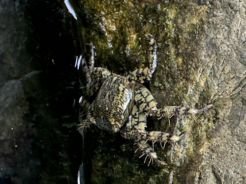 Marbled Crab