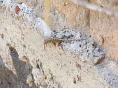 Anolis nebulosus